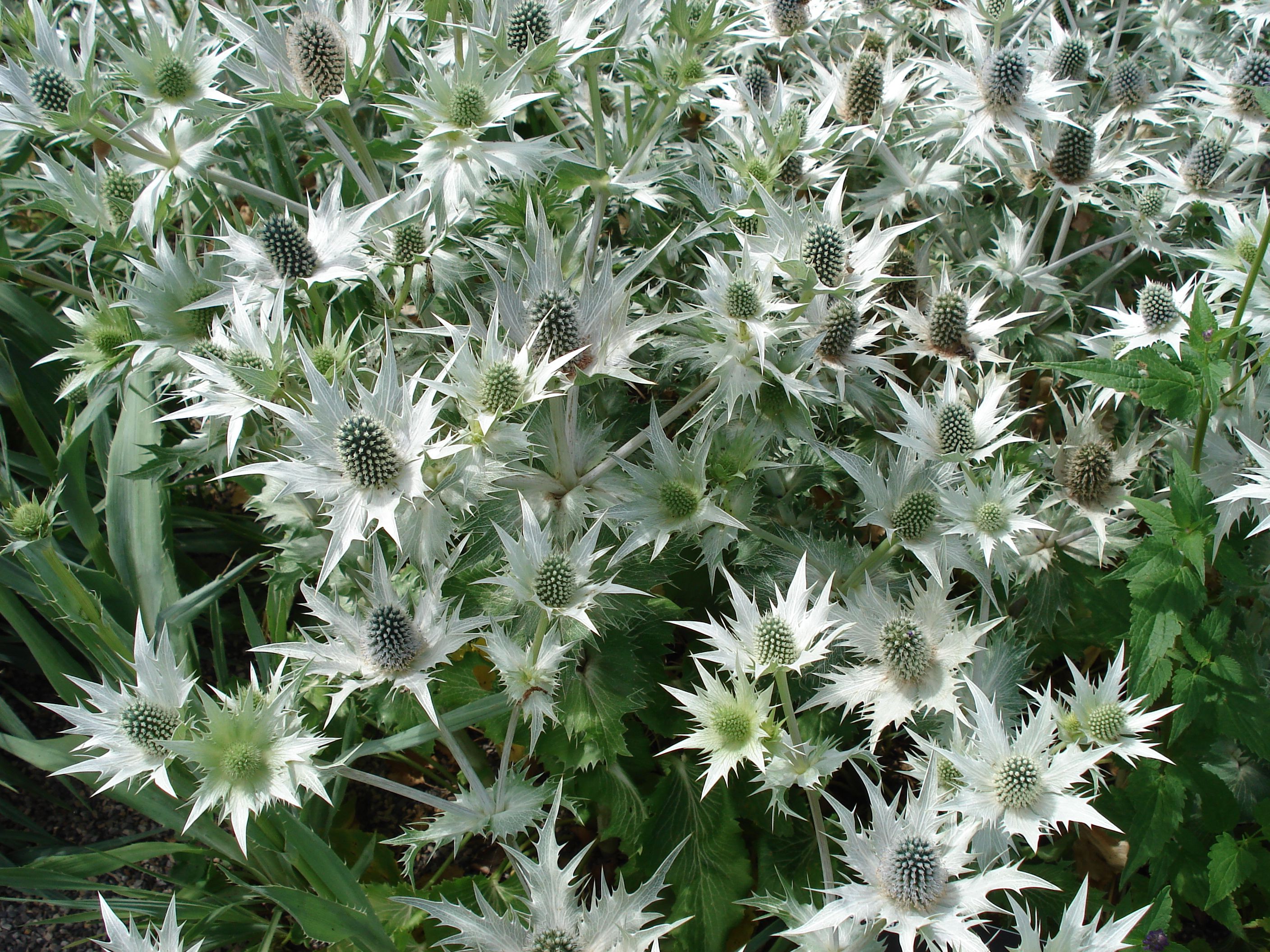 Eryngium giganteum 'Silver Ghost'